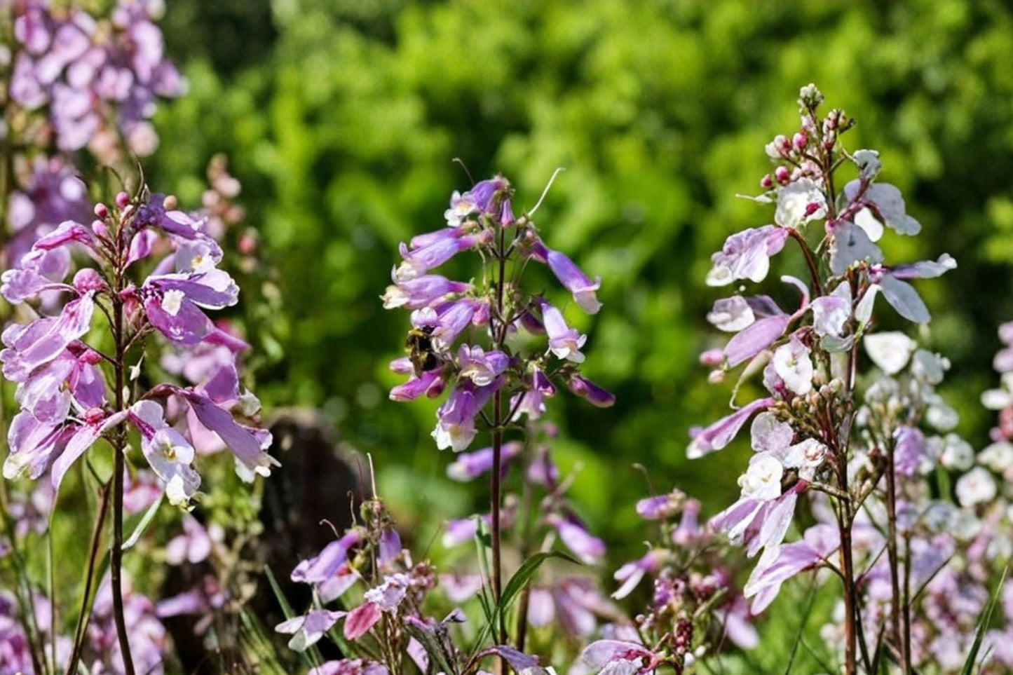 Hairy Beardtongue Live Plant | Penstemon hirsutus | Native Pollinator Perennial Starter Plant