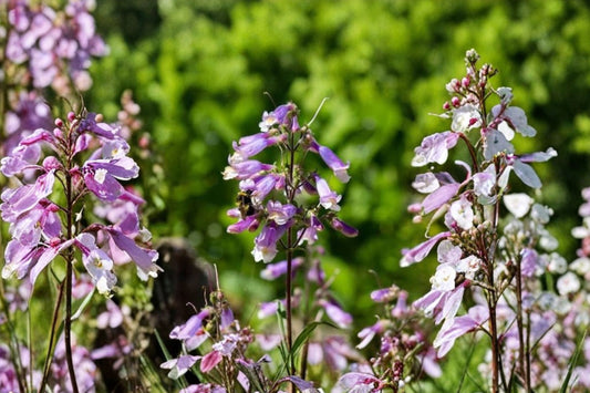 Hairy Beardtongue Live Plant | Penstemon hirsutus | Native Pollinator Perennial Starter Plant