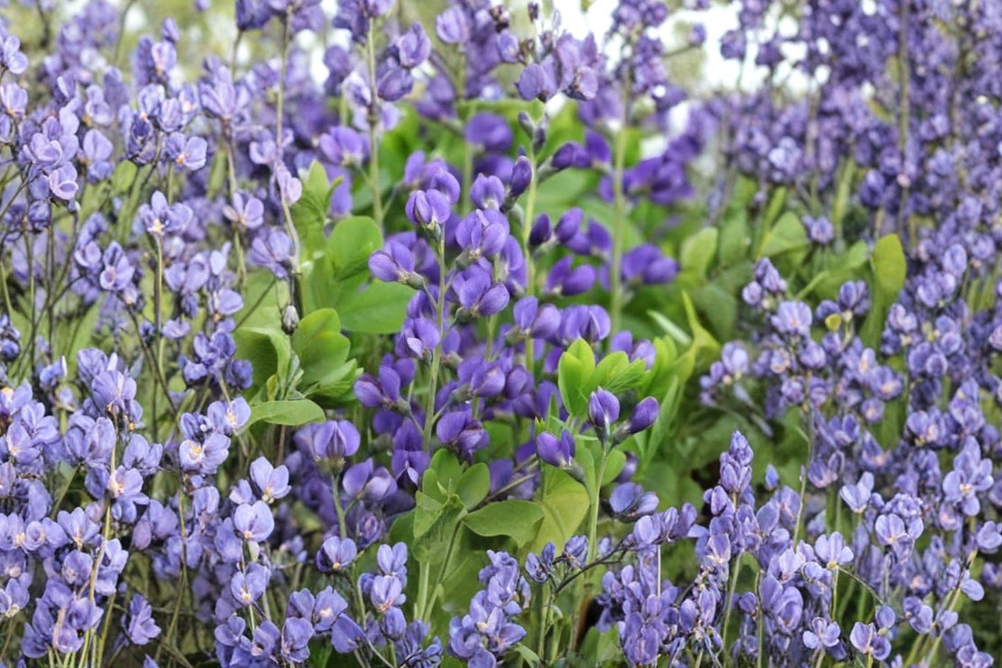 Dwarf Blue Indigo Live Plant | Baptisia australis var. minor | Native Pollinator Perennial Starter Plant
