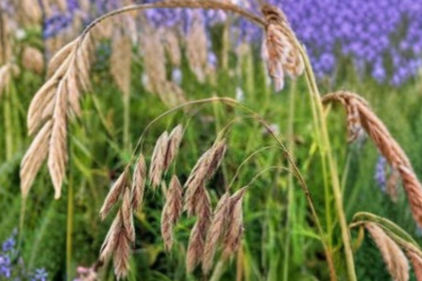 Prairie Brome Live Grass Plant | Bromus kalmii | Native Ornamental Grass Starter Plant