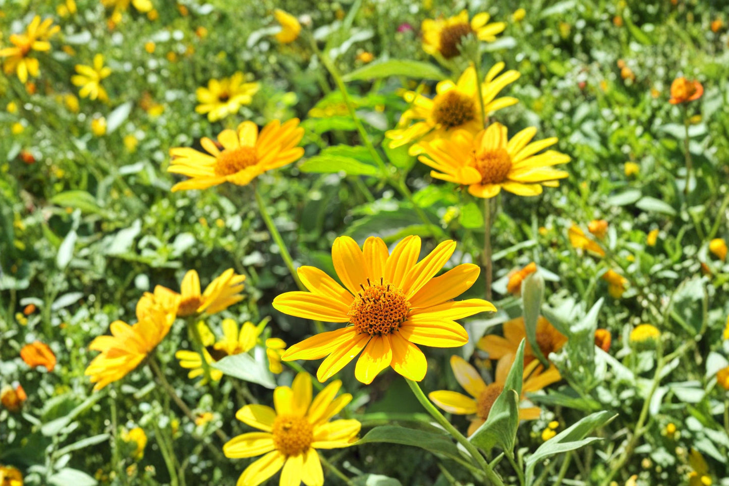 Showy Sunflower Live Plant | Helianthus laetiflorus | Native Pollinator Perennial Starter Plant