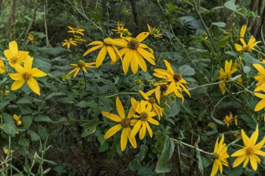 Wingstem Live Plant | Verbesina alternifolia | Native Pollinator Perennial Starter Plant