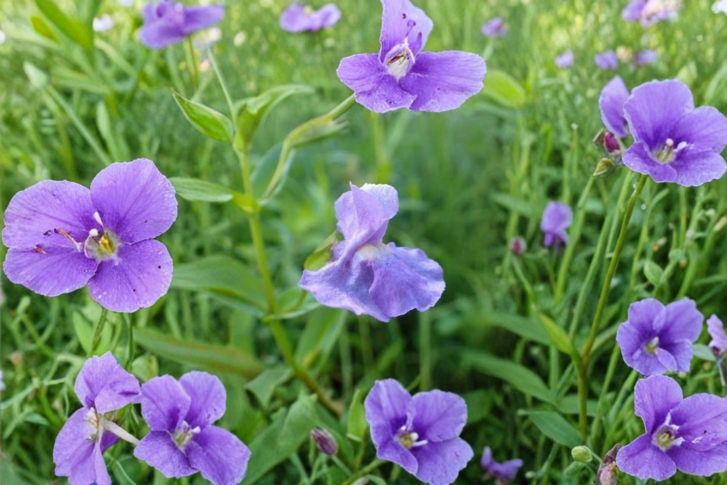 Monkey Flower Live Plant | Mimulus ringens | Native Pollinator Perennial Starter Plant