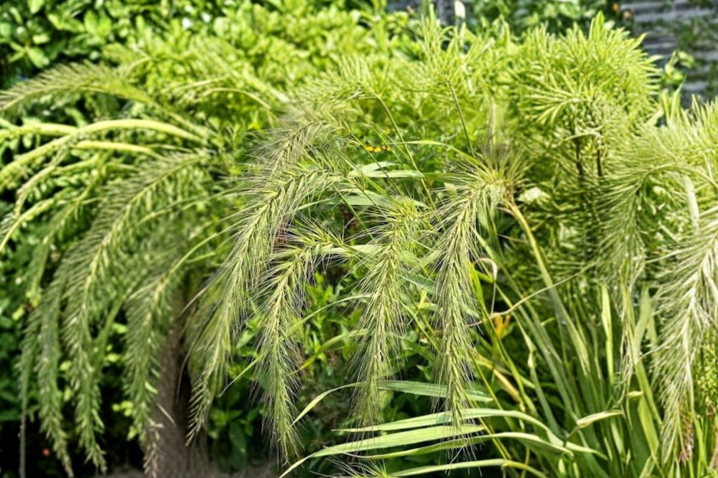 Canada Wild Rye Live Grass Plant | Elymus canadensis | Native Ornamental Grass Starter Plant