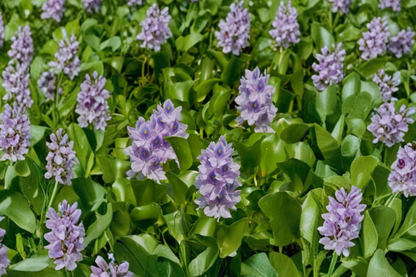 5 Live Water Hyacinth Plants | Tropical Floating Pond Plants | Natural Water Garden & Koi Pond Plants
