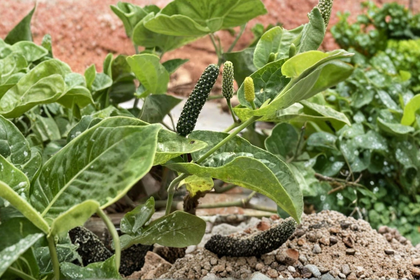 Piper Longum Live Plant | Long Pepper | Pipali Medicinal Vine Starter Plant | Rare Tropical Herb