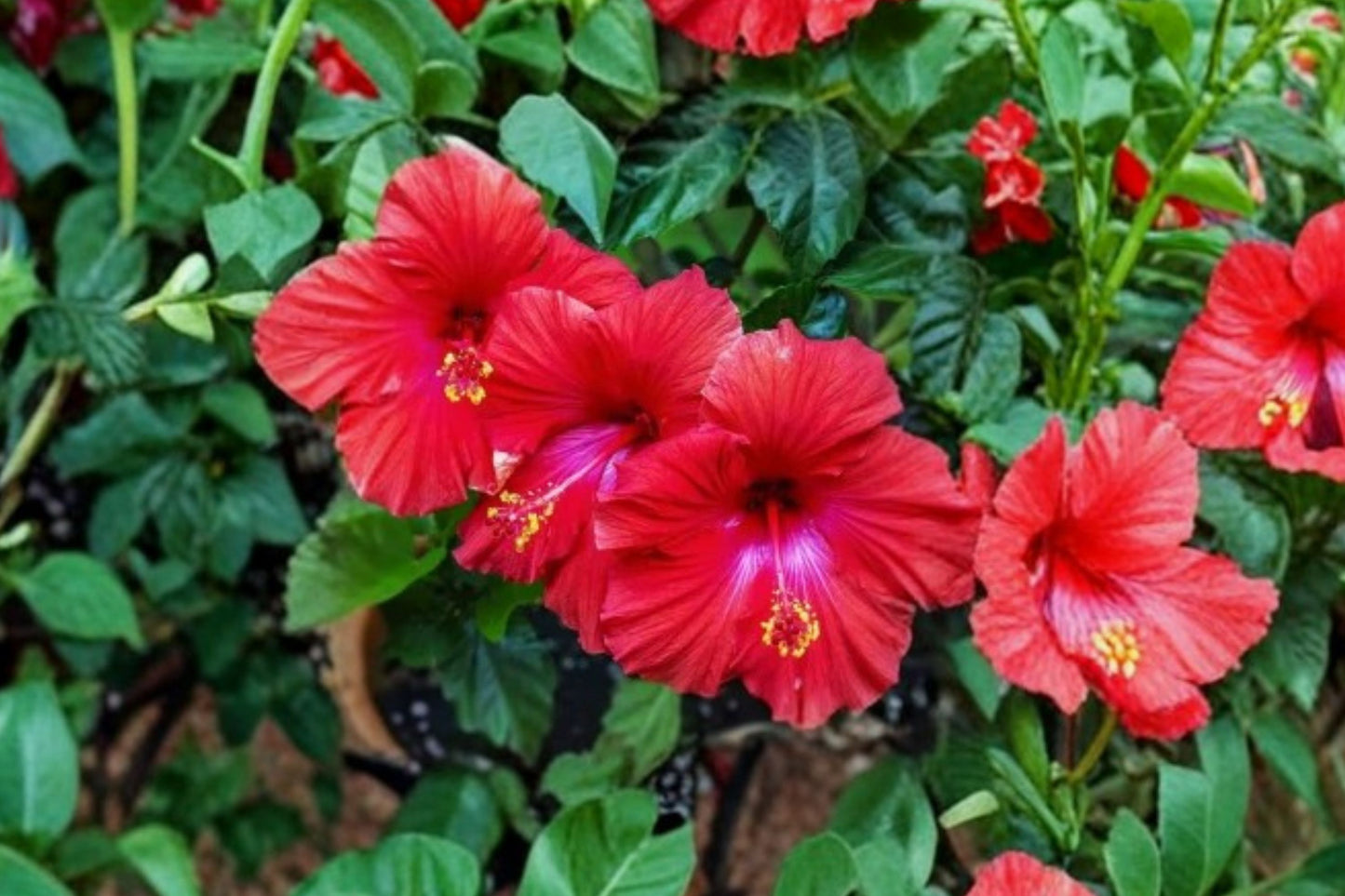 Hardy Hibiscus Live Plant | Hibiscus moscheutos | Giant Rose Mallow Starter Plant