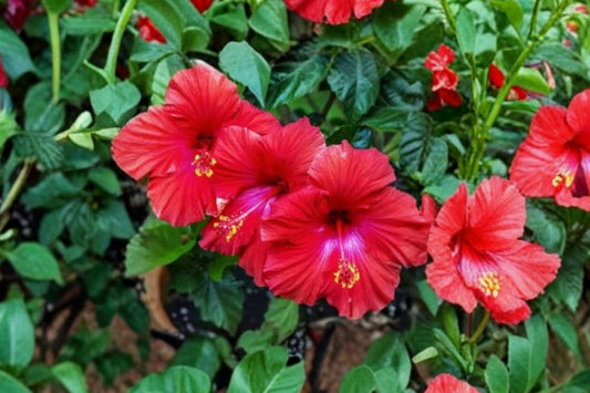 Hardy Hibiscus Live Plant | Hibiscus moscheutos | Giant Rose Mallow Starter Plant