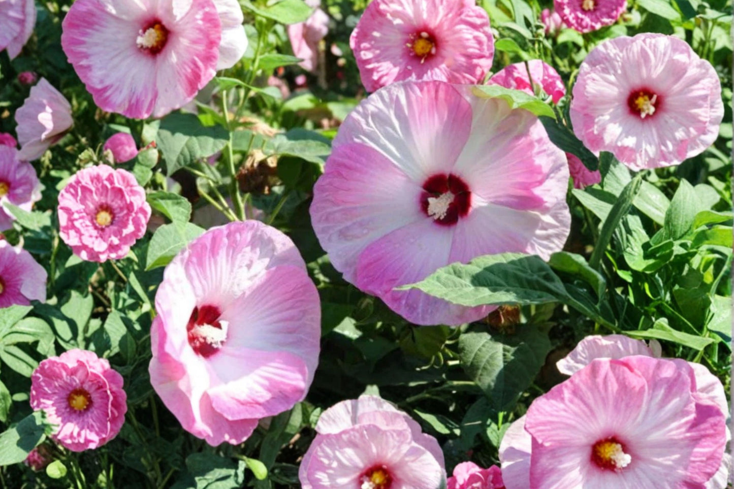 Hardy Hibiscus Live Plant | Hibiscus moscheutos | Rose Mallow Starter Plant | Giant Bloom Perennial