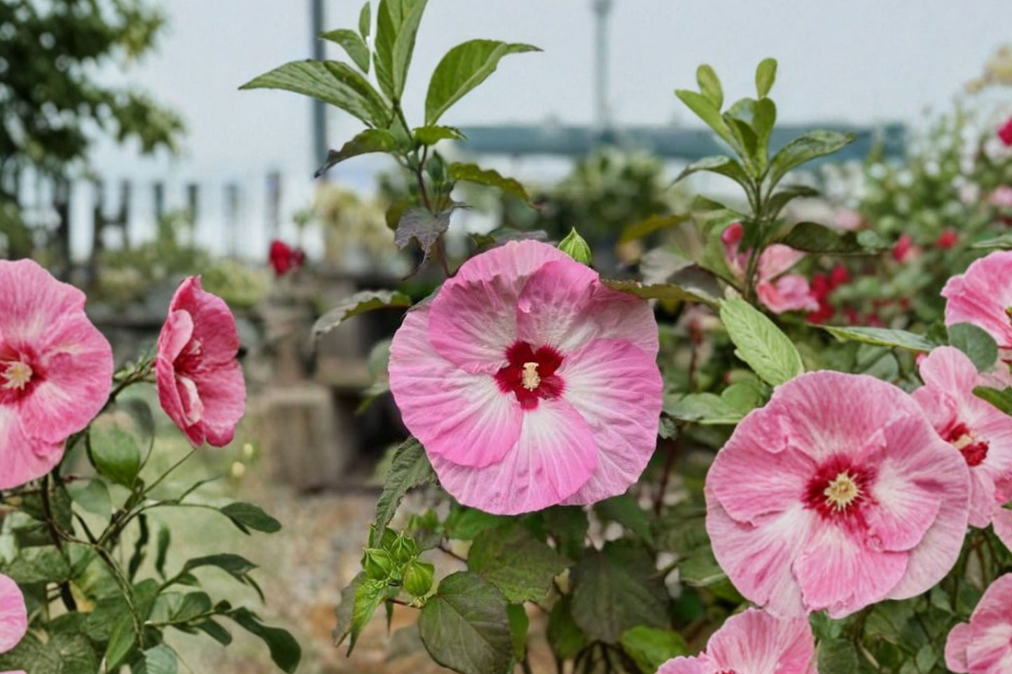 Hardy Hibiscus Rose Mallow Live Plant | Hibiscus moscheutos | Giant Bloom Starter Perennial