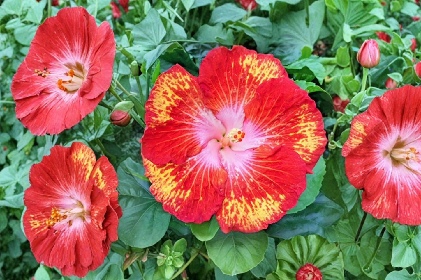 Hardy Hibiscus Starter Plant | Hibiscus moscheutos | Rose Mallow Live Plant | Giant Summer Blooms