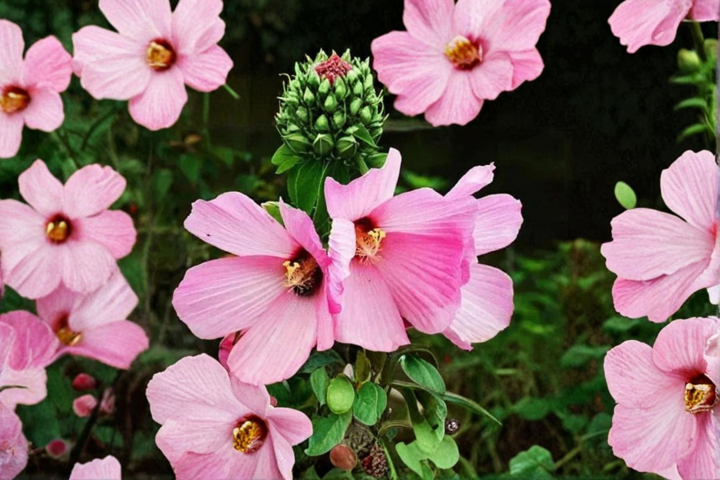 Hardy Hibiscus Live Starter Plant | Hibiscus moscheutos | Rose Mallow Giant Flower Perennial