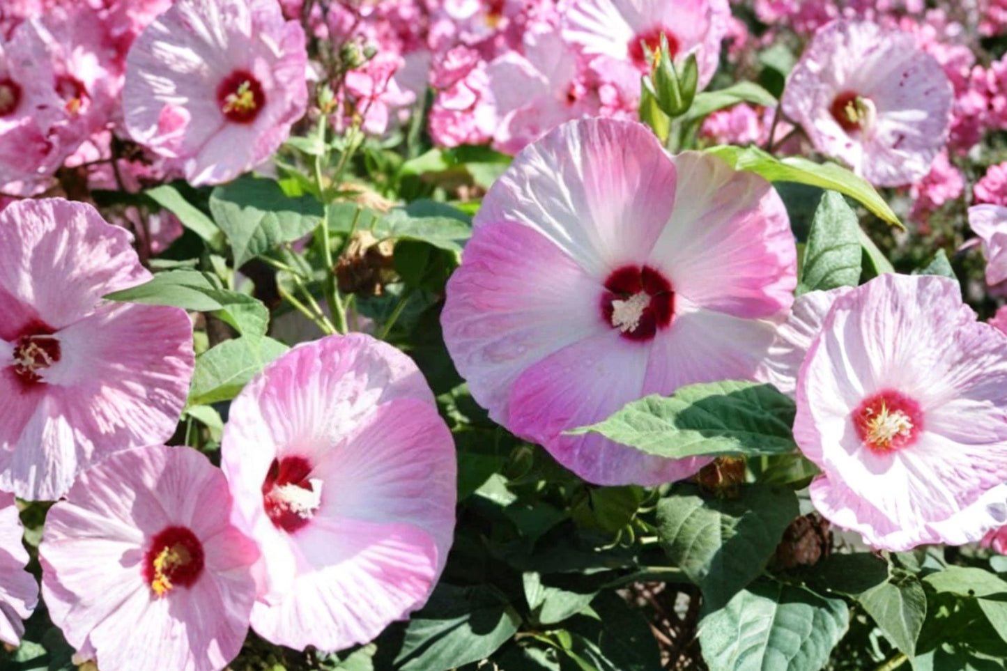 Hardy Hibiscus Rose Mallow Live Plant | Hibiscus moscheutos Starter | Giant Bloom Perennial