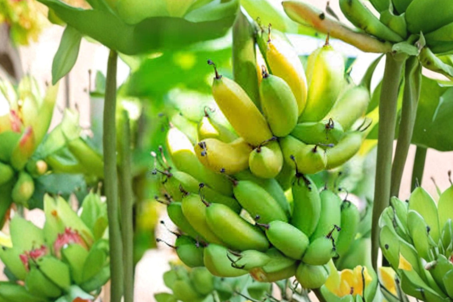 10 Gran Nain Banana Tree Starter Plugs | Musa acuminata | Live Banana Plants | Tropical Fruit Plant