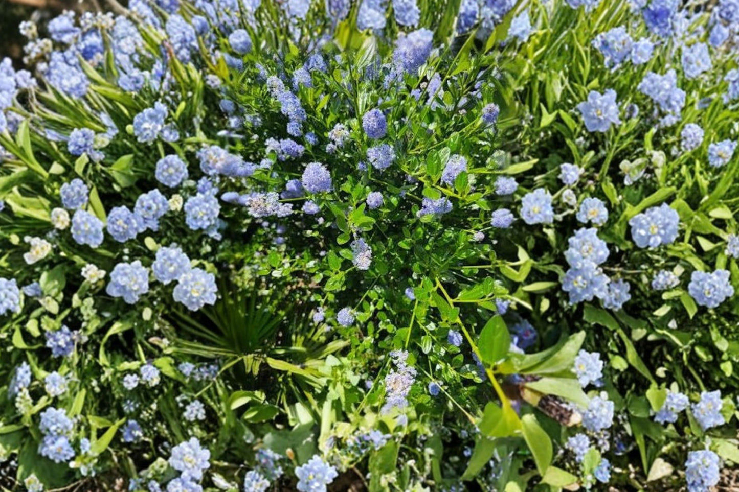 California Lilac Cuttings | 3 Unrooted 6-Inch Ceanothus Cuttings | Live Shrub Propagation Cuttings