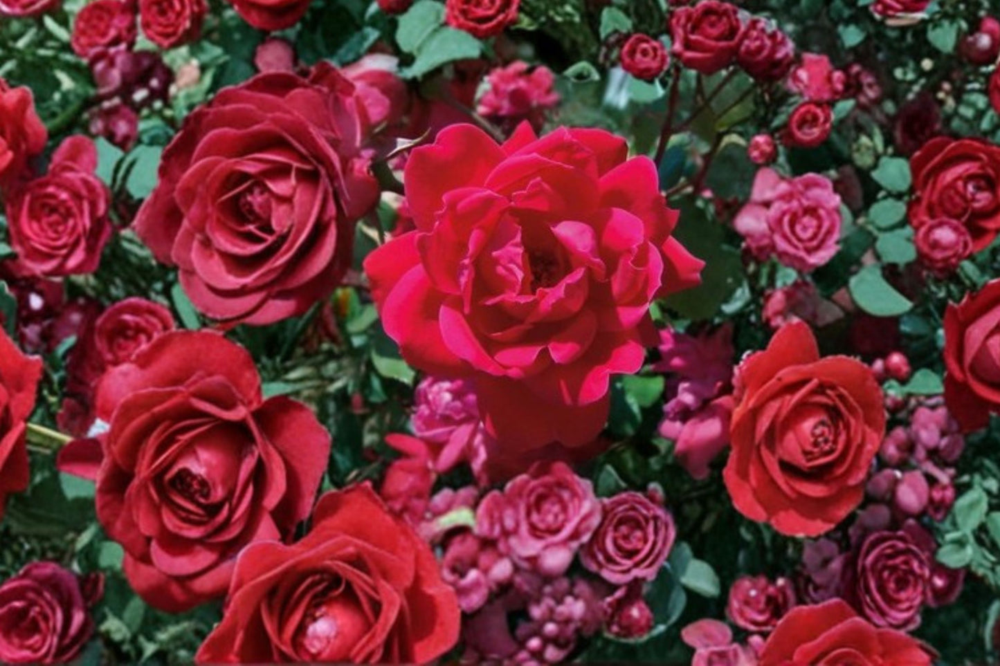 Knock Out Red Rose Cuttings | 3 Unrooted 6-Inch Live Rose Cuttings | Rosa 'Knock Out' Propagation