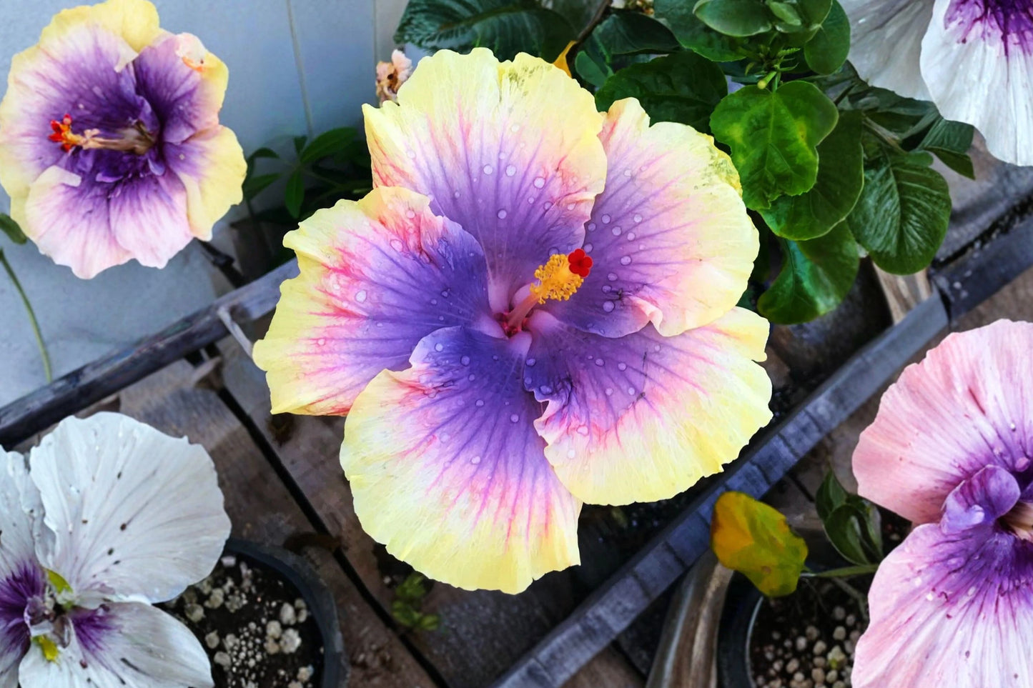Hardy Hibiscus Live Plant | Hibiscus moscheutos | Rose Mallow Starter Plant | Giant Summer Blooms