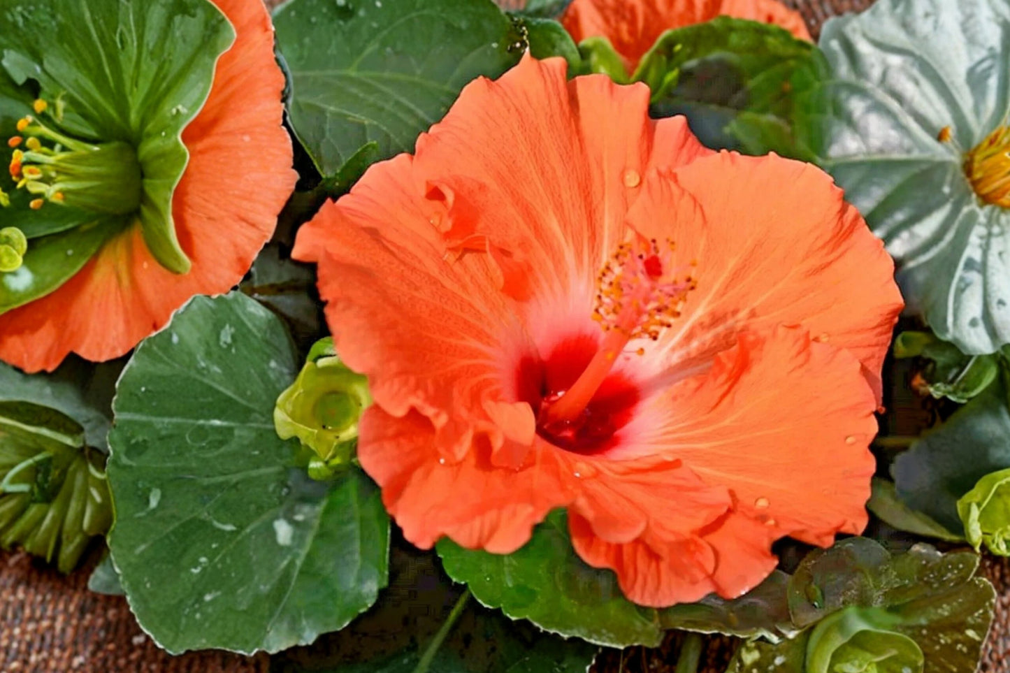 Hardy Hibiscus Live Plant | Hibiscus moscheutos | Rose Mallow Starter Plant | Giant Flower Perennial