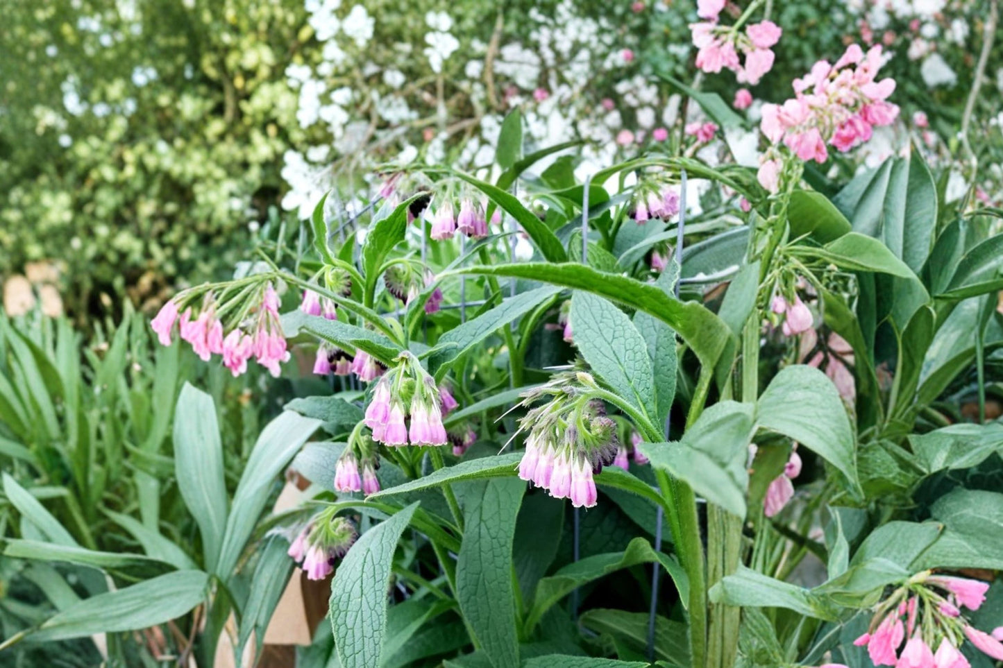 3 Russian Comfrey Root Cuttings | Bocking 14 Cultivar | Live Comfrey Root Cuttings for Planting