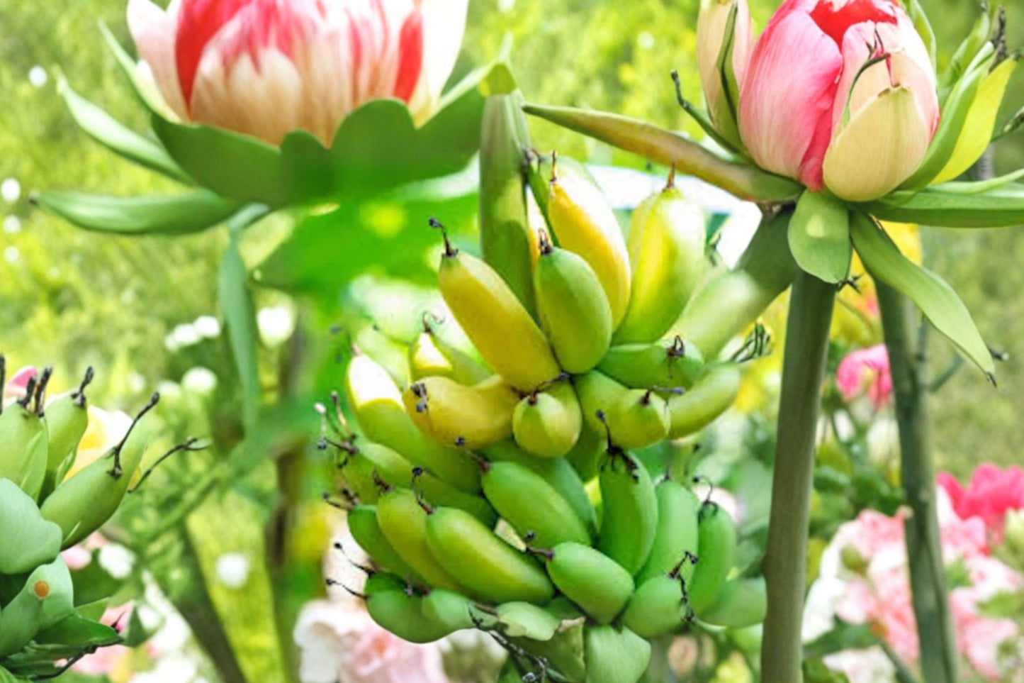 Gran Nain Banana Tree Starter Plug | Musa acuminata | Live Tropical Banana Plant