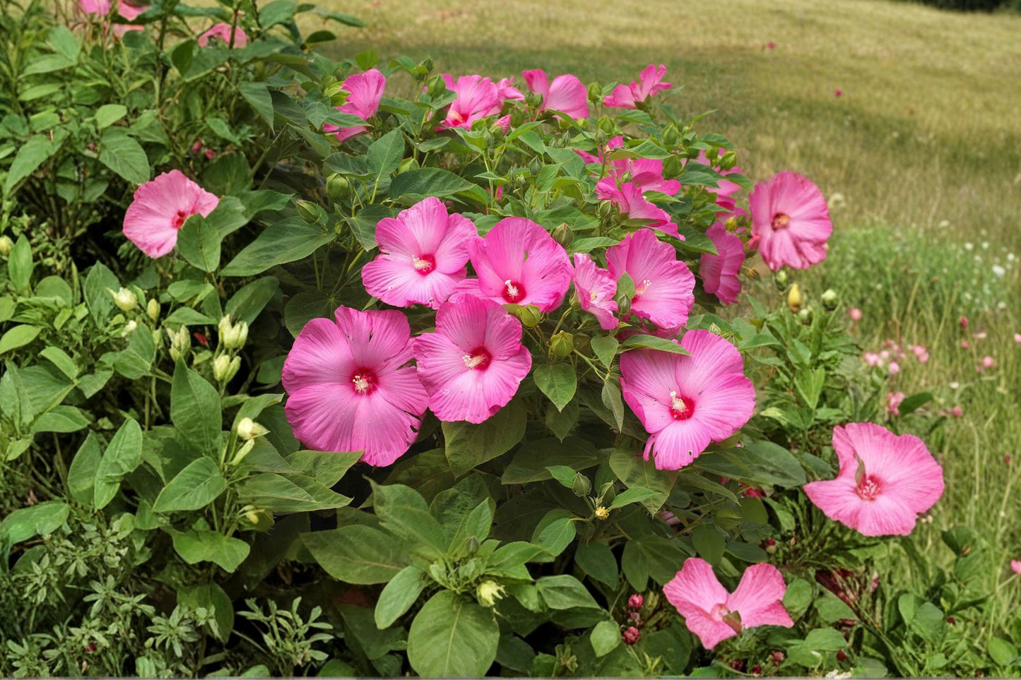 Hardy Hibiscus Live Plant | Hibiscus moscheutos | Rose Mallow Starter Plant | Giant Bloom Perennial