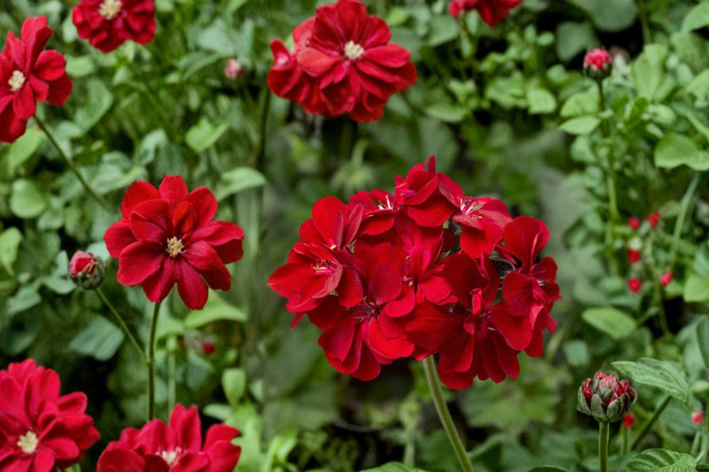 Red Ivy Geranium Cuttings | 3 Unrooted 6-Inch Citronella Pelargonium Peltatum Live Plant Cuttings