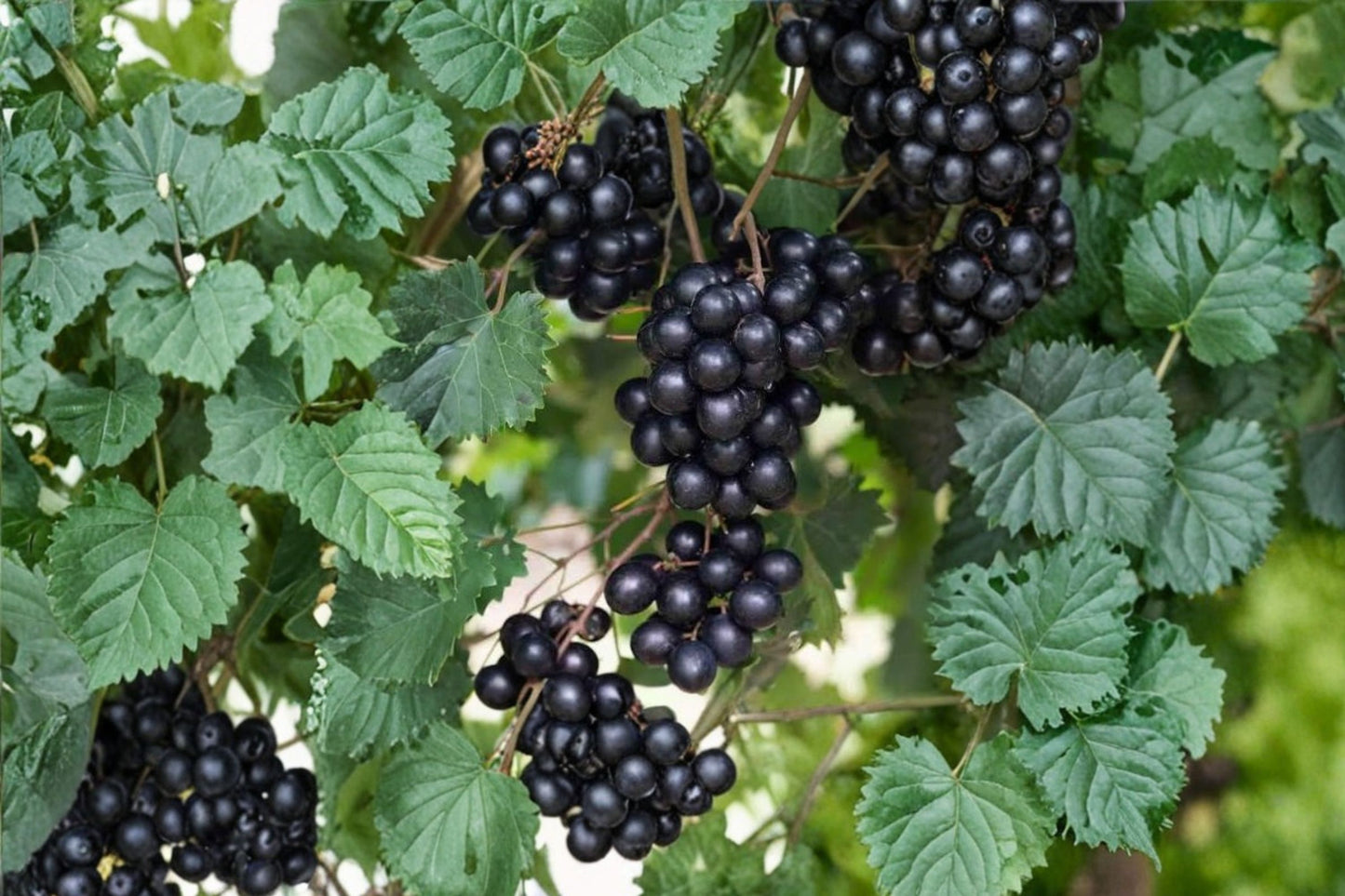 5 Delicious Muscadine Grape Vines | Vitis rotundifolia 'Delicious' | Live Starter Fruit Plants