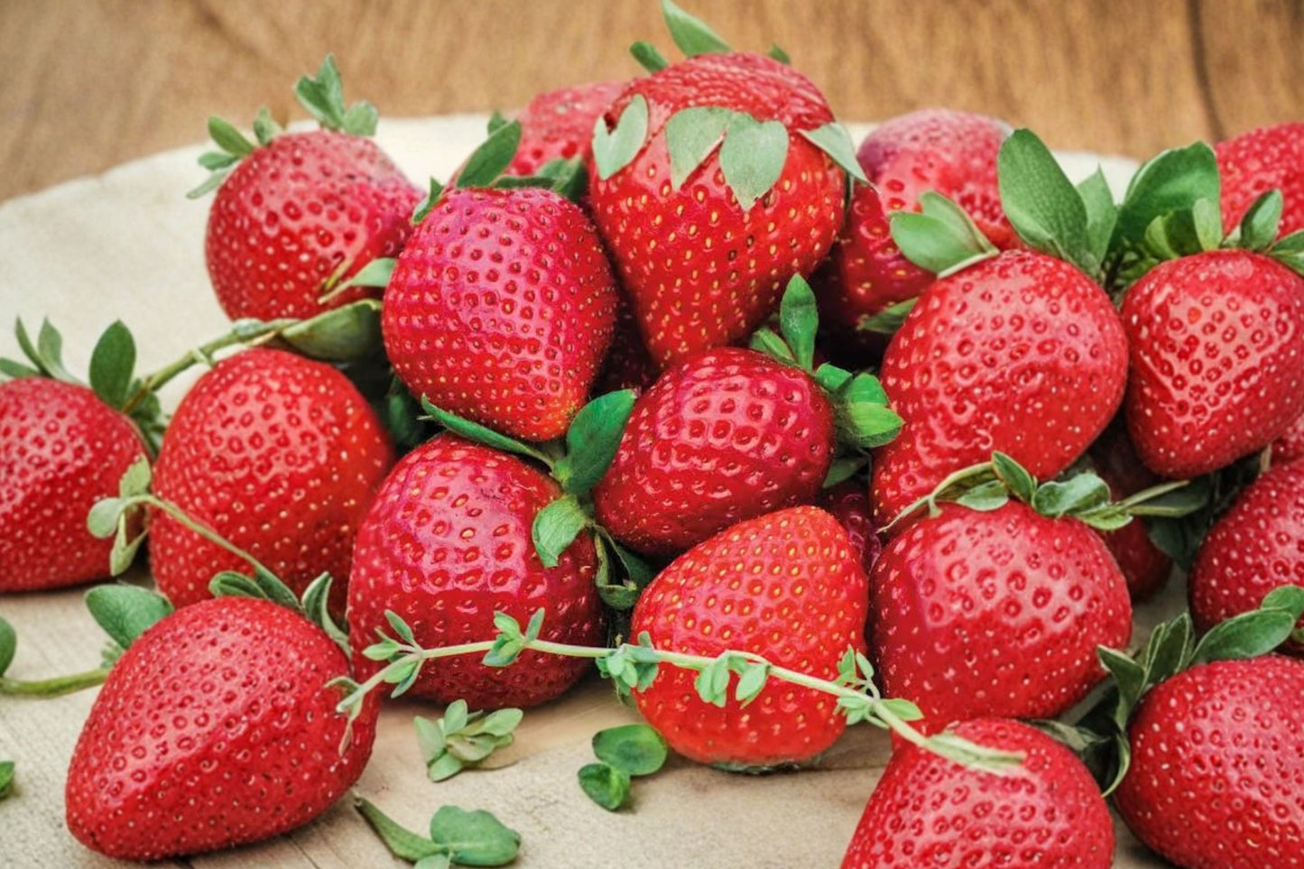 10 AC Wendy Strawberry Plants | June-Bearing Live Strawberry Plants | Fragaria × ananassa Starter Plants