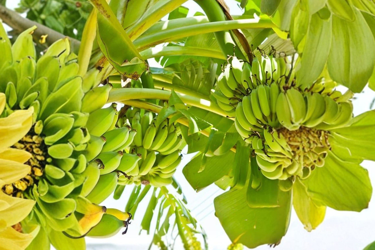 10 Double Mahoi Dwarf Banana Starter Plugs | Musa 'Double Mahoi' | Live Tropical Banana Plants