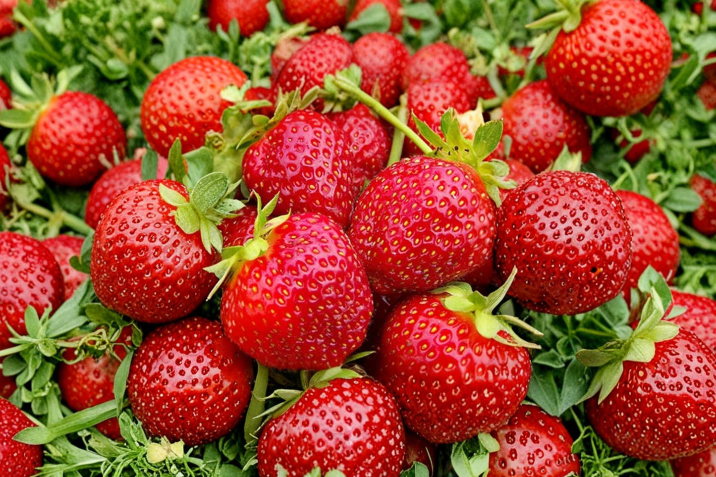 10 Seascape Strawberry Plants | Everbearing Live Strawberry Plants | Fragaria × ananassa Starter Plants