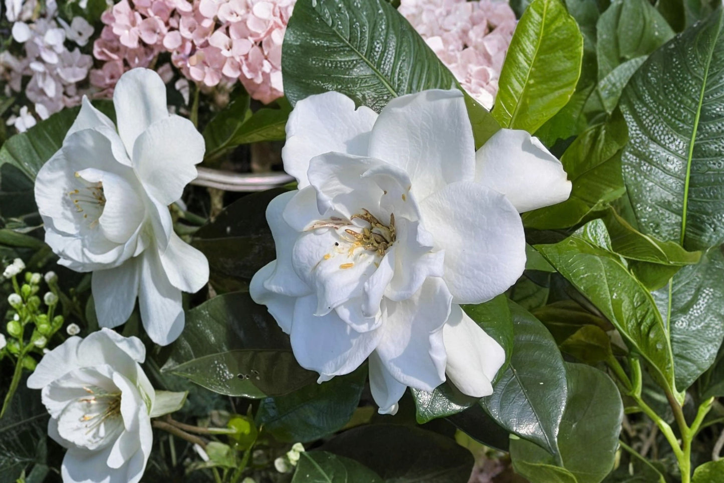 Summer Snow Gardenia® Live Starter Plant | Gardenia jasminoides | Fragrant White Flower Shrub