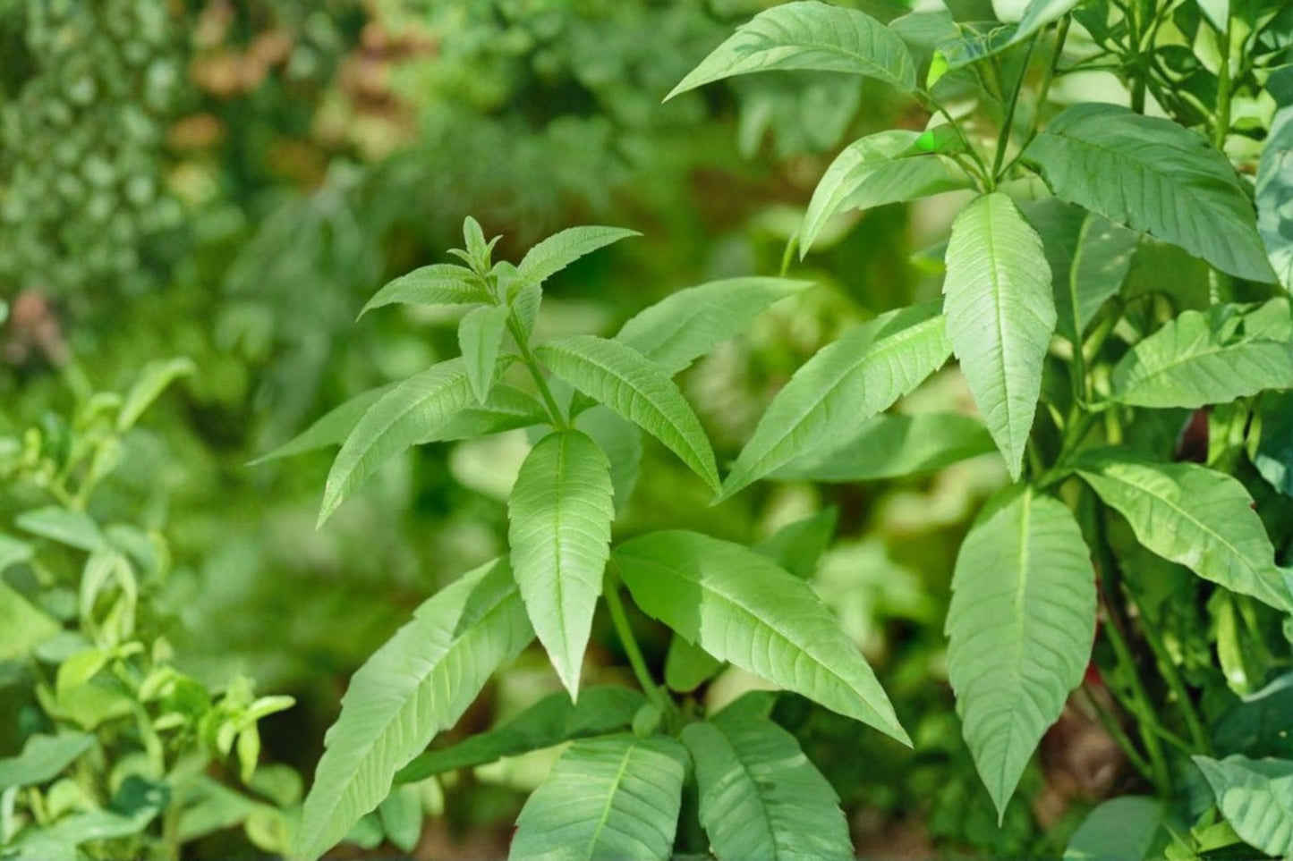 Organic Lemon Verbena Live Starter Plant | Aloysia citrodora | Fragrant Culinary Herb | Tea & Herb Garden