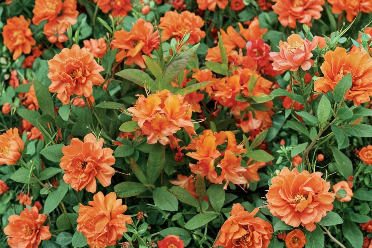 Mandarin Lights Azalea Live Starter Plant | Rhododendron 'Mandarin Lights' | Orange Deciduous Azalea
