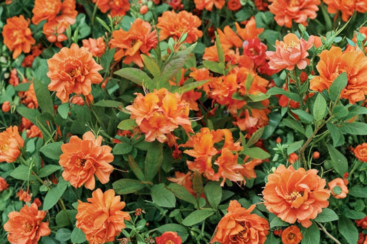 Mandarin Lights Azalea Live Starter Plant | Rhododendron 'Mandarin Lights' | Orange Deciduous Azalea