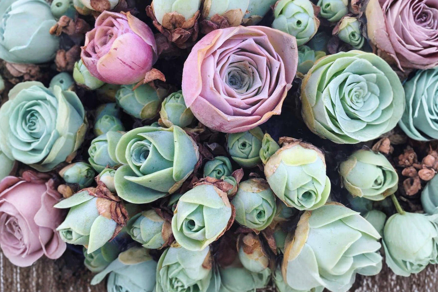 3 Mountain Rose Succulent Live Plants | Greenovia Pink Rosette Succulents | Rare Succulent Collection