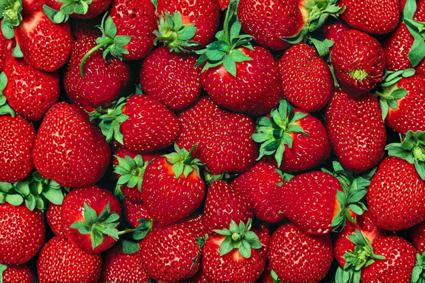 25 Earliglow Strawberry Plants | June-Bearing Live Strawberry Plants | Fragaria × ananassa Bare Root Plants