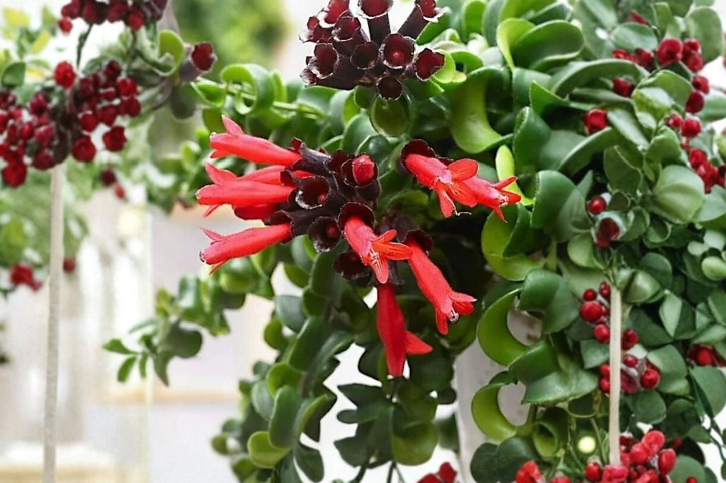 Lipstick Plant Live Houseplant | Aeschynanthus | Trailing Indoor Plant | 10-Inch Tall | 3.5-Inch Pot