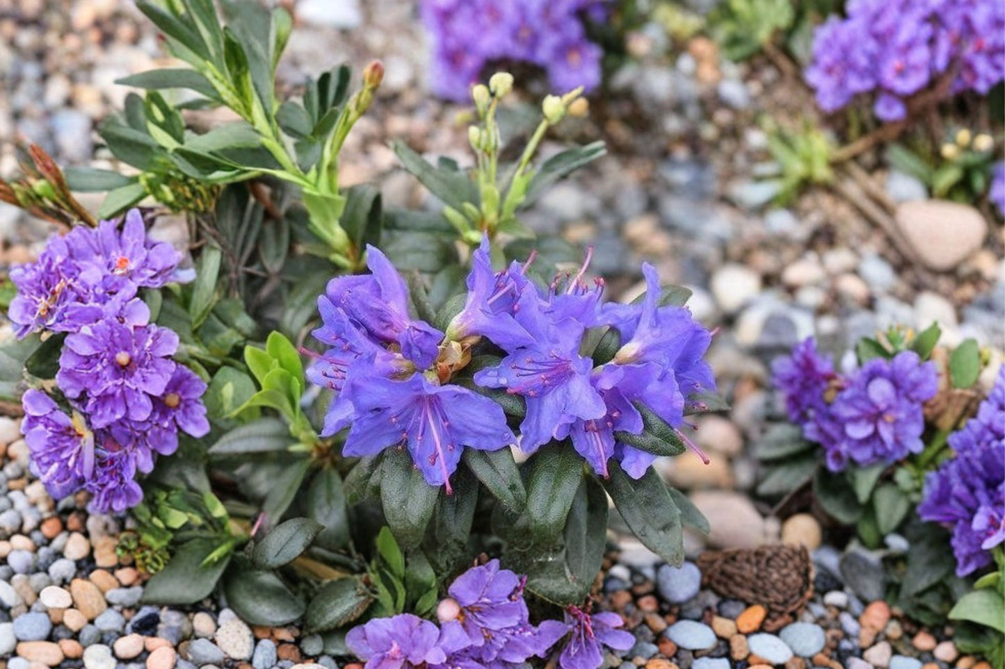 Blue Baron Rhododendron Live Starter Plant | Rhododendron 'Blue Baron' | Evergreen Flowering Shrub