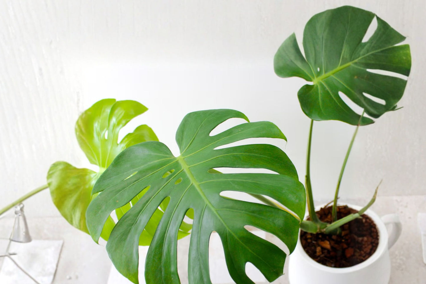 Monstera Adansonii Live Plant | Swiss Cheese Plant | 12-Inch Tall Houseplant | 4-Inch Pot