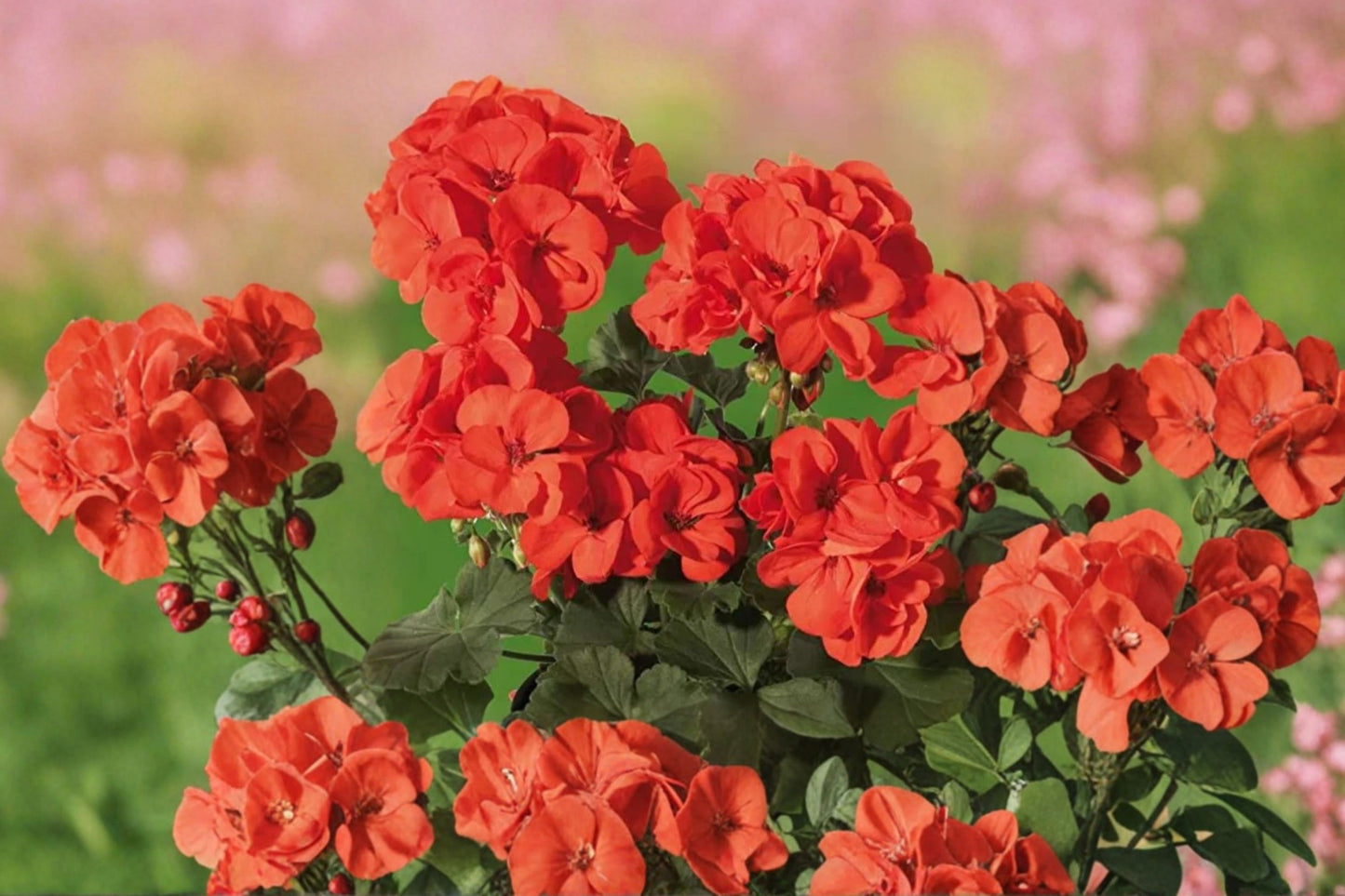 Orange Red Zonal Geranium Cuttings | 5 Unrooted 6-Inch Pelargonium × hortorum Live Plant Cuttings