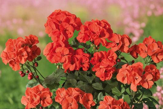 Orange Red Zonal Geranium Cuttings | 5 Unrooted 6-Inch Pelargonium × hortorum Live Plant Cuttings