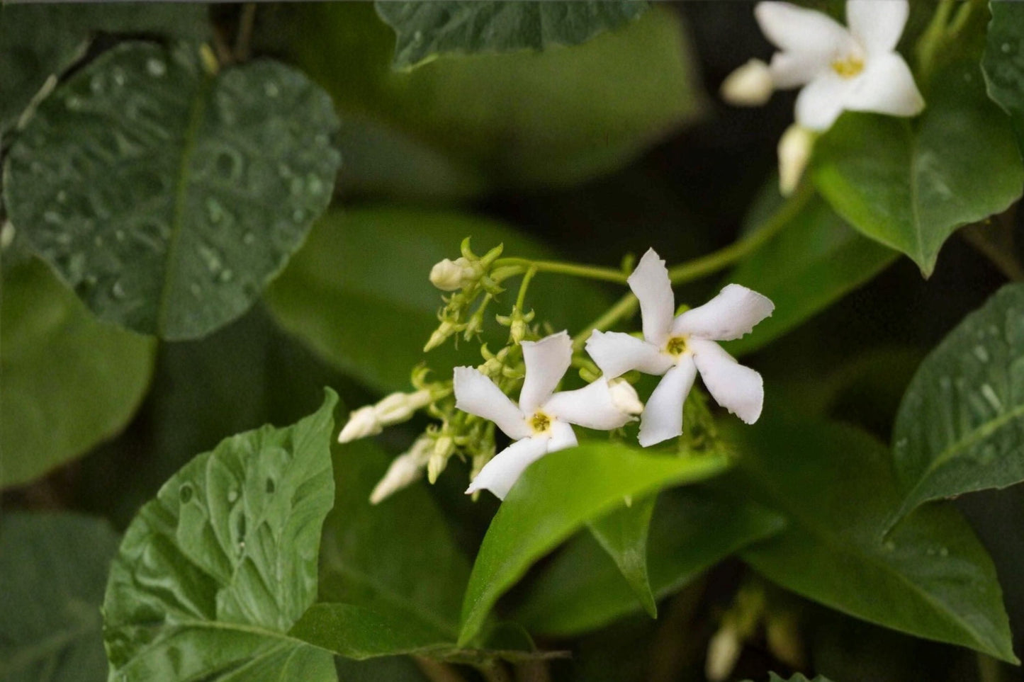 Star Jasmine Cuttings | 7 Unrooted 6-Inch Trachelospermum jasminoides Live Vine Cuttings