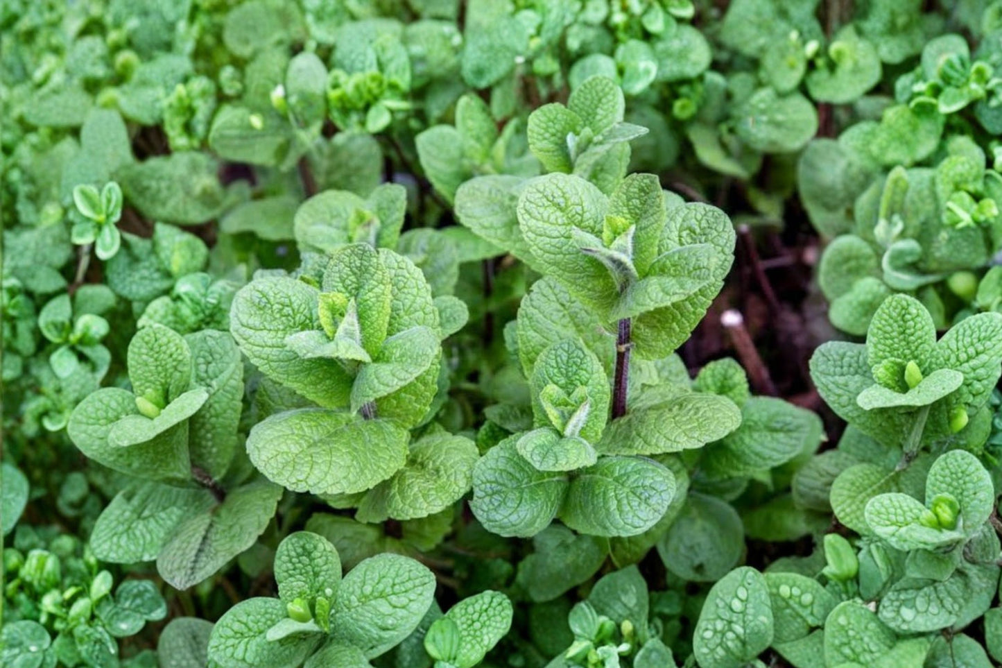 Mojito Mint Live Plant | Mentha × villosa | Cuban Mint Starter Plant | Aromatic Culinary Herb