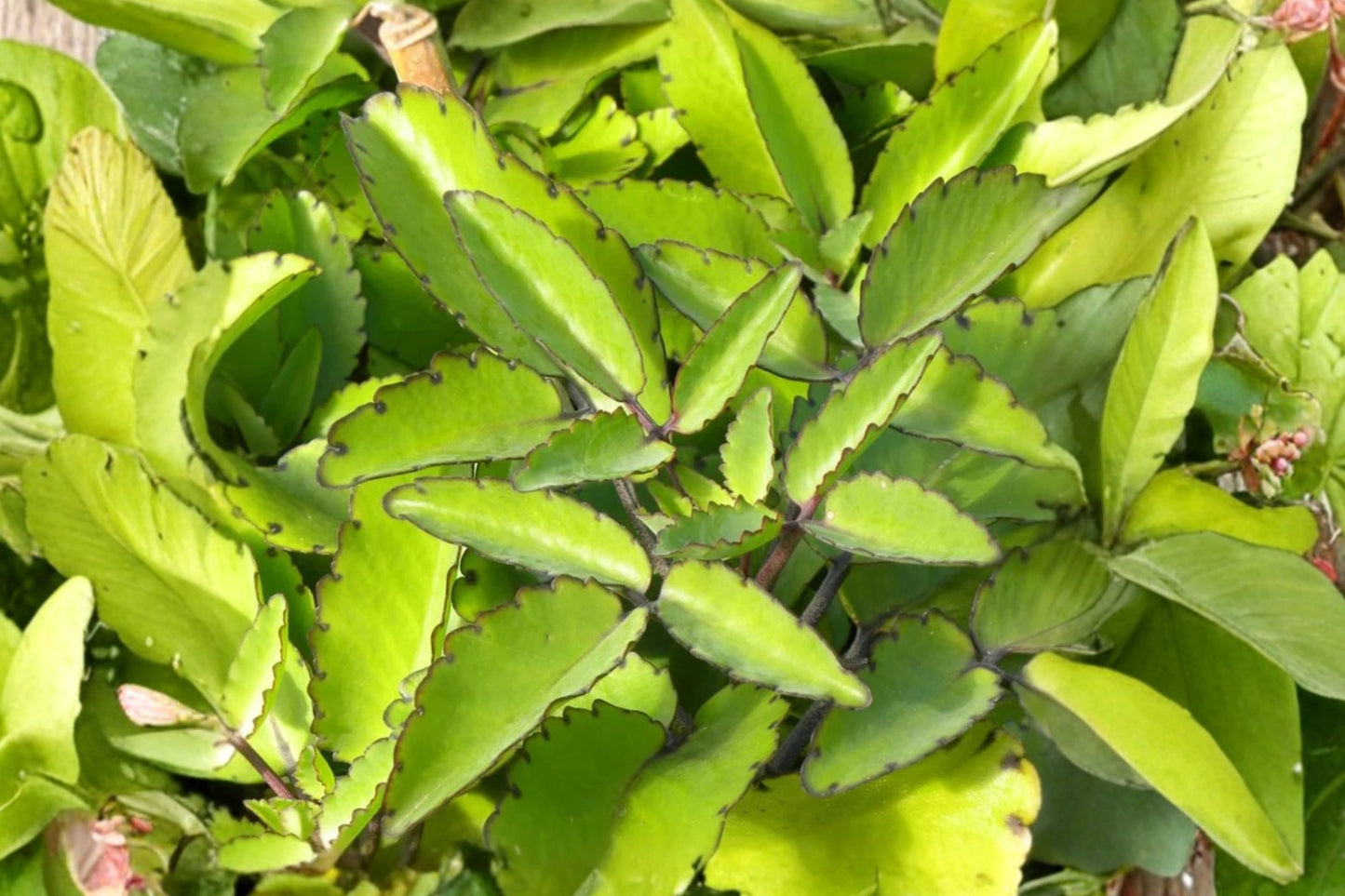 3 Leaf of Life Live Starter Plants | Kalanchoe pinnata | Miracle Leaf Succulent | Air Plant Herb