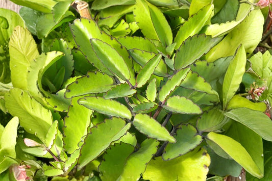3 Leaf of Life Live Starter Plants | Kalanchoe pinnata | Miracle Leaf Succulent | Air Plant Herb