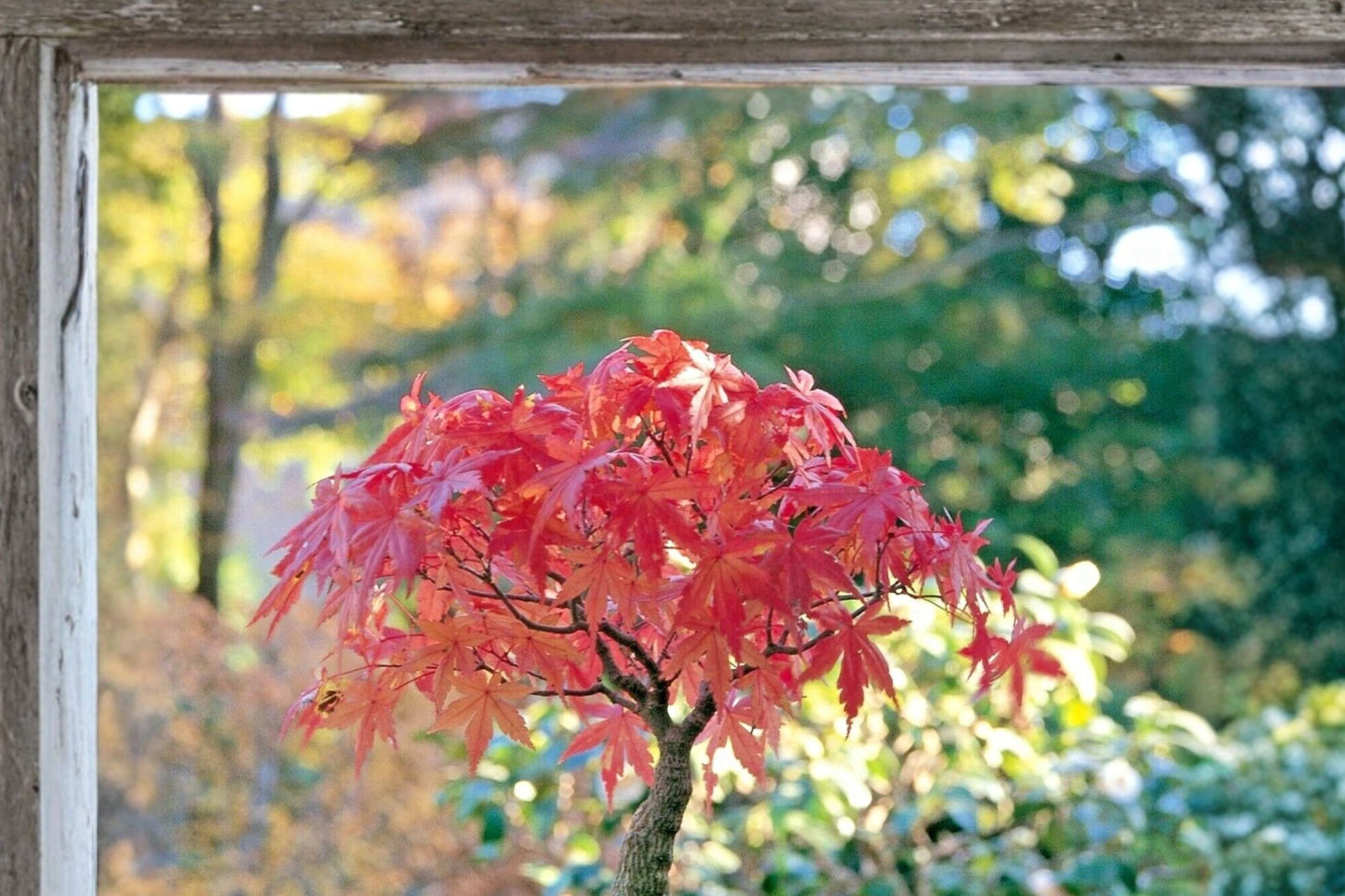 Japanese Maple Bonsai Starter Plant | Acer palmatum | Live Bonsai Starter | Ornamental Maple Tree