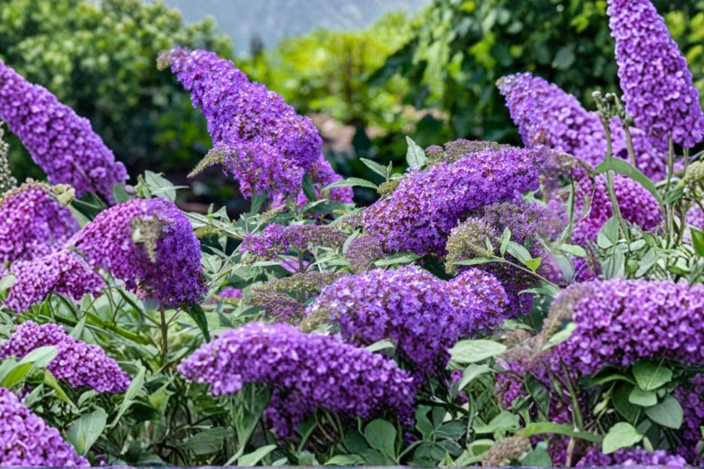 Purple Butterfly Bush Cuttings | 7 Unrooted 6-Inch Buddleja davidii Live Flower Plant Cuttings
