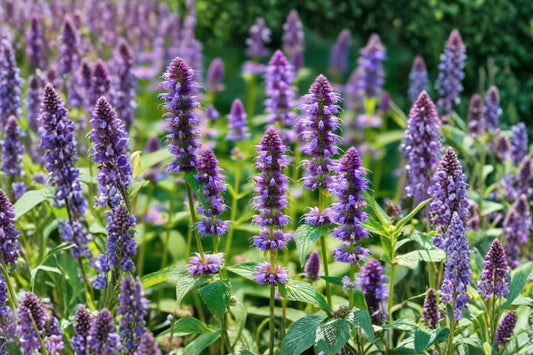 Anise Hyssop Live Starter Plant | Agastache foeniculum | Non-GMO Open-Pollinated Herb | Pollinator Plant