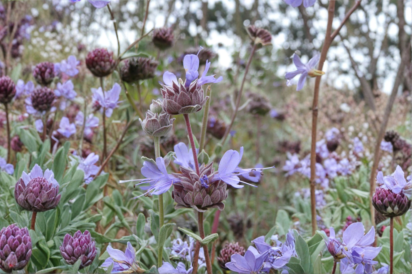 Cleveland Sage Cuttings | 7 Unrooted 6-Inch Salvia clevelandii Live Plant Cuttings | Blue Purple Sage