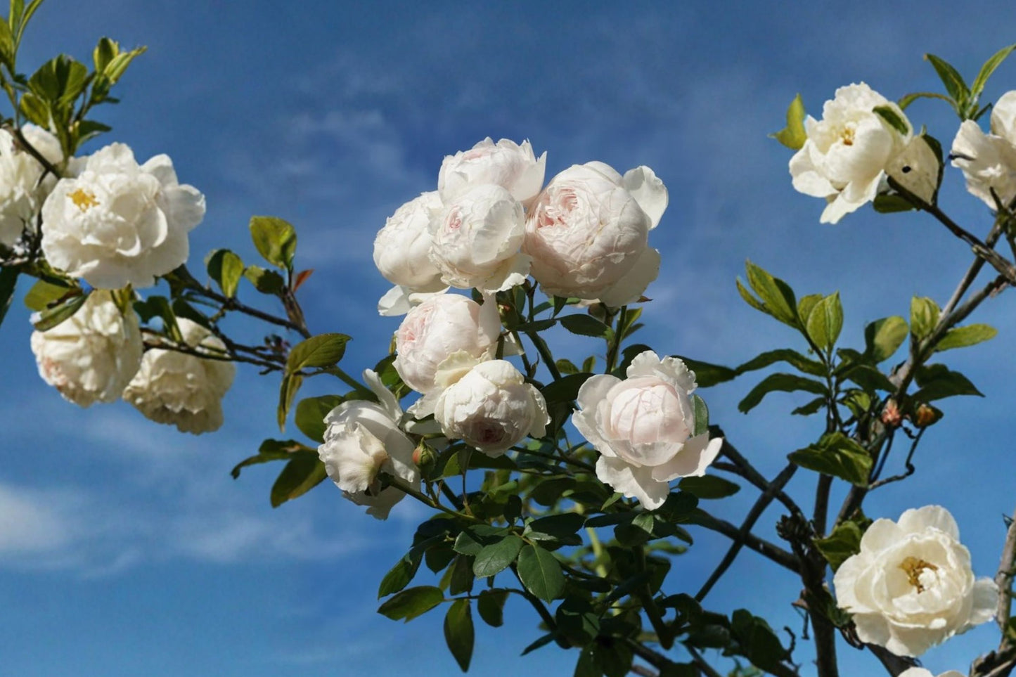 Earth Angel Rose Cuttings | 5 Unrooted Live Rose Cuttings | Rosa 'Earth Angel' | Fragrant Shrub Rose